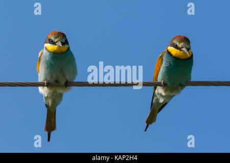 Europäische Bee Eater, Meropidae Stockfoto