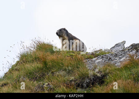 Ein Murmeltier in den Karpaten. Stockfoto