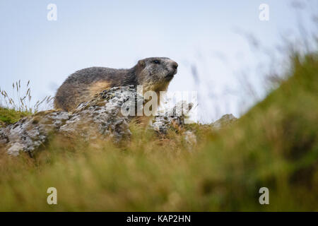 Ein Murmeltier in den Karpaten. Stockfoto