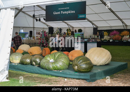 Mit riesigen Kürbisse in der marque Herbst zeigen, Malvern, Worcestershire, Großbritannien Stockfoto