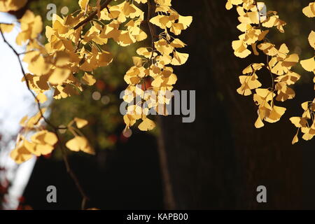 Golden Ginkgoblätter in Japan Park Stockfoto