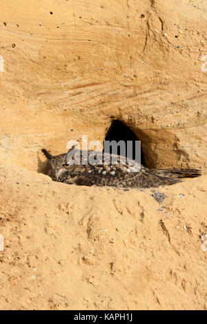 Eurasische Eule / Europäischer Uhu ( Bubo bubo ), bei Brutstätte, weiblicher Erwachsener sammelt seine Küken, in einer Sandgrube, Wildtiere, Europa. Stockfoto