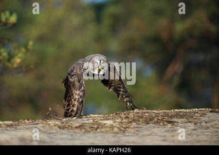 Bartkauz/Bartkauz (Strix Nebulosa) in Jagd Flug, knapp über dem Boden, im Herbst, herbstliche Farben in der borealen Zone. Stockfoto