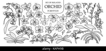 Eingestellt von isolierten Orchidee in 40 Stile. cute Hand gezeichnet Vector Illustration in schwarzer Umriss und weißen Ebene auf weißem Hintergrund. Stock Vektor