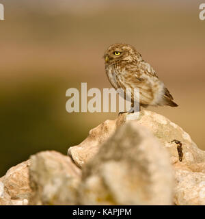 Steinkauz (Athene noctua) Jugendlicher auf einem Felsen im Abendlicht, Marokko thront. Stockfoto