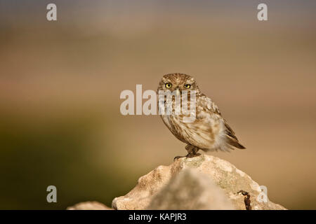 Steinkauz (Athene noctua) Jugendlicher auf einem Felsen im Abendlicht, Marokko thront. Stockfoto