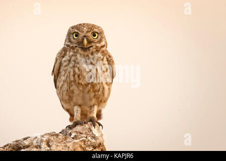 Steinkauz (Athene noctua) Jugendlicher auf einem Felsen im Abendlicht, Marokko thront. Stockfoto