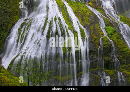 Washington's Panther Creek Falls im Frühjahr. Stockfoto