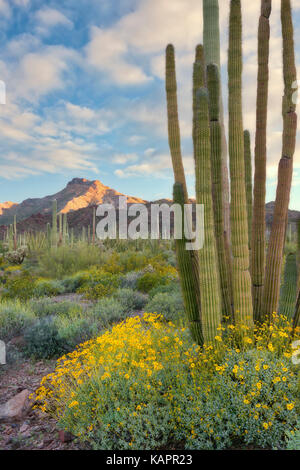 Erstes Licht auf Tillotson Peak mit frühjahrsblüte von spröden Bush im Arizona des Organ Pipe Cactus National Monument. Stockfoto