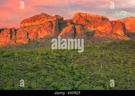 Abendlicht im Arizona des Organ Pipe Cactus National Monument. Stockfoto