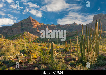 Abendlicht im Arizona des Organ Pipe Cactus National Monument. Stockfoto