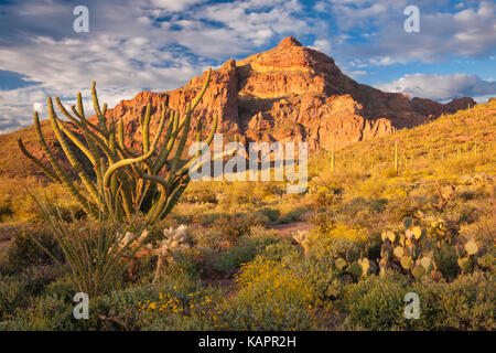 Abendlicht im Arizona des Organ Pipe Cactus National Monument. Stockfoto