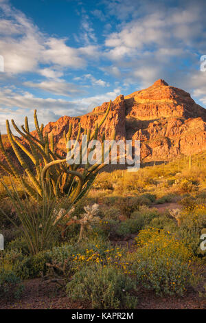 Abendlicht im Arizona des Organ Pipe Cactus National Monument. Stockfoto