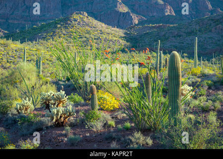 Abendlicht im Arizona des Organ Pipe Cactus National Monument. Stockfoto