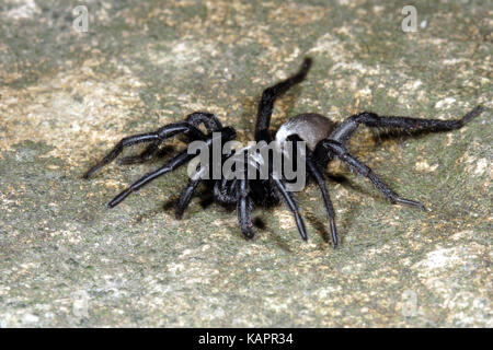 Silverback falltür Spinne (Idiommata sp.), auf dem Boden. Potentiell gefährlich. Cardwell Range, Queensland, Australien Stockfoto