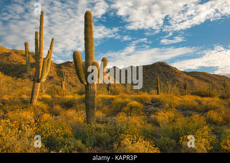 Sonnenaufgang über Arizona's White Tank Regional Park mit Feder Blüte des brittlebush. Stockfoto