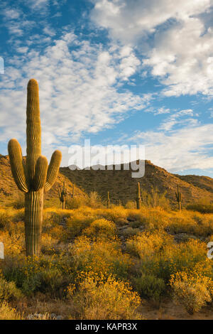 Sonnenaufgang über Arizona's White Tank Regional Park mit Feder Blüte des brittlebush. Stockfoto