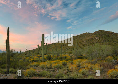 Sonnenaufgang über Arizona's White Tank Mountain Regional Park mit frühjahrsblüte von brittlebush. Stockfoto