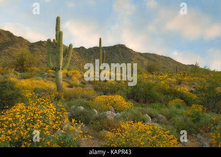 Am frühen Morgen im Arizona's White Tank Mountain Regional Park mit der frühjahrsblüte von spröden Bush unter den hoch aufragenden Saguaro Kaktus. Stockfoto