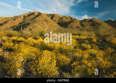 Am frühen Morgen Licht auf die frühjahrsblüte von brittlebush im Arizona's White Tank Mountain Regional Park. Stockfoto