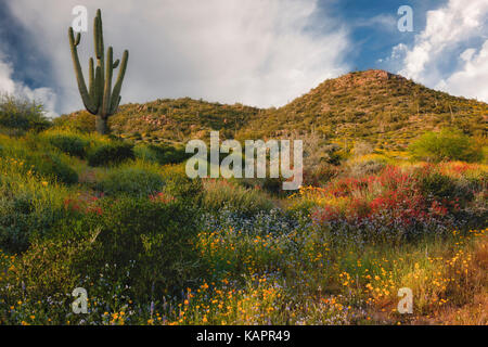 Blühende Frühling Wildblumen bieten eine Palette von Farben in der Nähe von Bartlett See in Arizona Tonto National Forest. Stockfoto