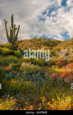 Blühende Frühling Wildblumen bieten eine Palette von Farben in der Nähe von Bartlett See in Arizona Tonto National Forest. Stockfoto