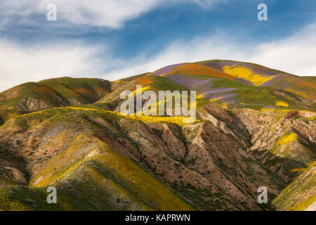Die super Blüte des Frühlings Wildblumen auf der Temblor Bereich in der Kalifornischen Carrizo Plain National Monument. Stockfoto
