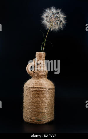 Löwenzahn schwarzwurzeln in einer Flasche in einem Jute Thread auf einem schwarzen Hintergrund gewickelt Stockfoto