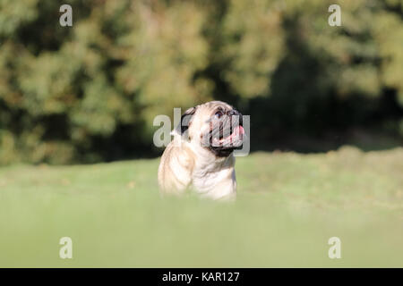 Ein Jahr alten fawn männlichen Pug Stockfoto