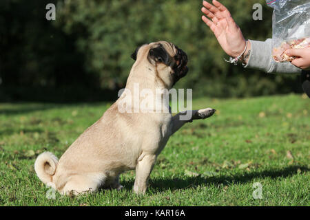 Ein Jahr alten fawn männlichen Pug Stockfoto