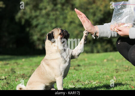 Ein Jahr alten fawn männlichen Pug Stockfoto