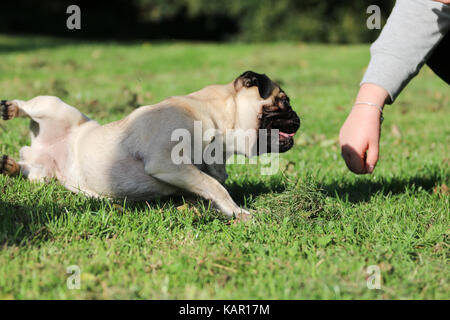 Ein Jahr alten fawn männlichen Pug Stockfoto