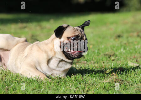 Ein Jahr alten fawn männlichen Pug Stockfoto