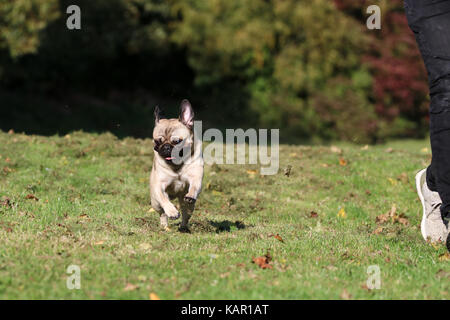 Ein Jahr alten fawn männlichen Pug Stockfoto