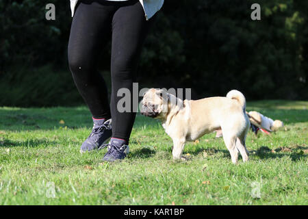 Ein Jahr alten fawn männlichen Pug Stockfoto