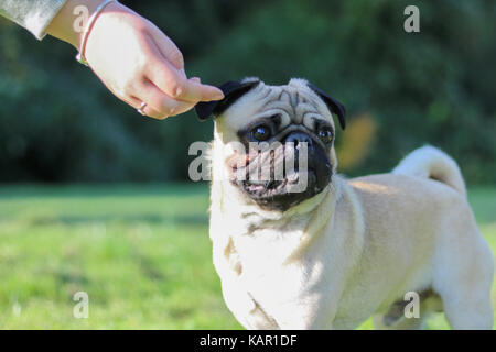 Ein Jahr alten fawn männlichen Pug Stockfoto