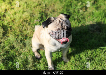 Ein Jahr alten fawn männlichen Pug Stockfoto