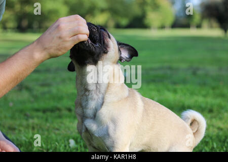 Ein Jahr alten fawn männlichen Pug Stockfoto