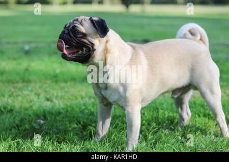 Ein Jahr alten fawn männlichen Pug Stockfoto
