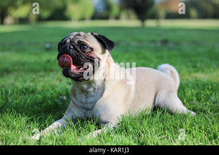 Ein Jahr alten fawn männlichen Pug Stockfoto