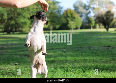 Ein Jahr alten fawn männlichen Pug Stockfoto