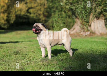 Ein Jahr alten fawn männlichen Pug Stockfoto