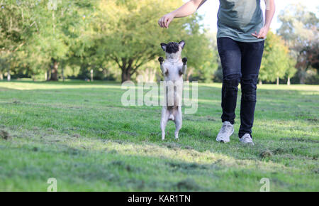 Ein Jahr alten fawn männlichen Pug Stockfoto