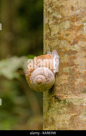 Gekapselte land Schnecke auf Holzstamm im natürlichen Ambiente Stockfoto