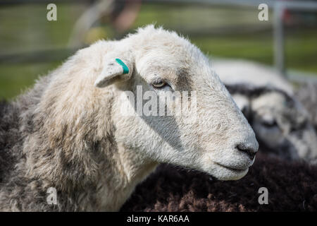 Herdwick-schafe urteilen, südlichen Landwirtschaft zeigen, Insel Man. Stockfoto