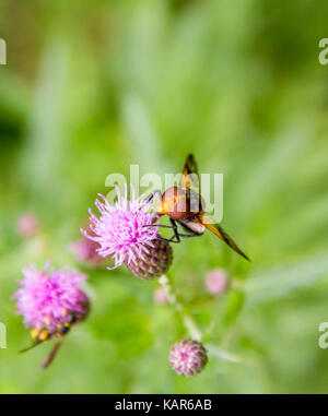 Mit dem Namen hoverfly Zona pellucida Fliegen auf einer Blüte in natürlichen Bacl Stockfoto