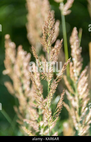 Full Frame detail Shot zeigen einige Gras Ohren Stockfoto