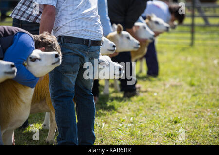 Texal Schafe urteilen, südlichen Landwirtschaft zeigen, Insel Man. Stockfoto