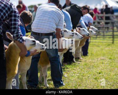 Texal Schafe urteilen, südlichen Landwirtschaft zeigen, Insel Man. Stockfoto