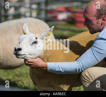 Texal Schafe urteilen, südlichen Landwirtschaft zeigen, Insel Man. Stockfoto